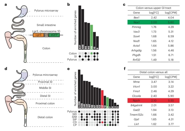 NOX1和NPY1R在结肠LGR5+细胞中富集表达