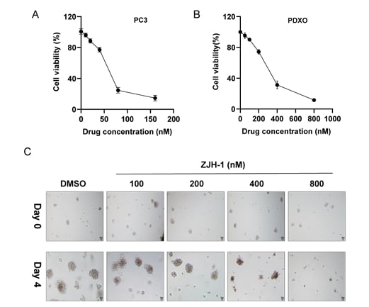 图2 ZJH-1的细胞毒性作用