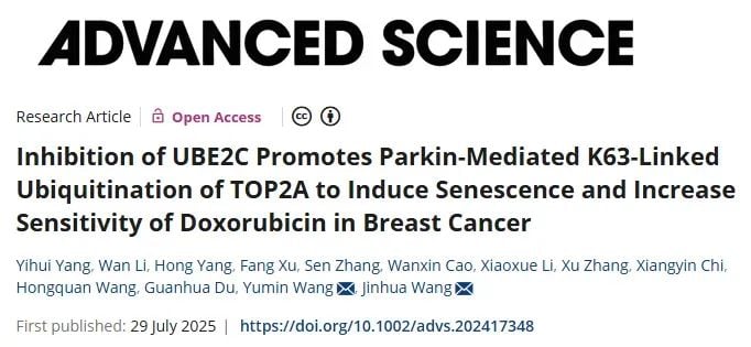 UBE2C在乳腺癌中的作用机制图示