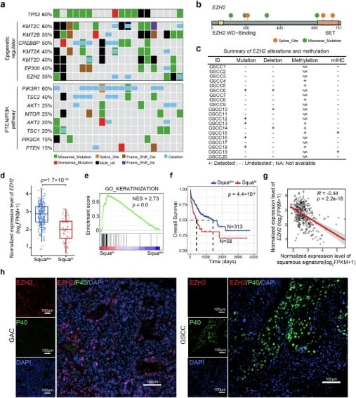 EZH2缺陷与GSCC关系图