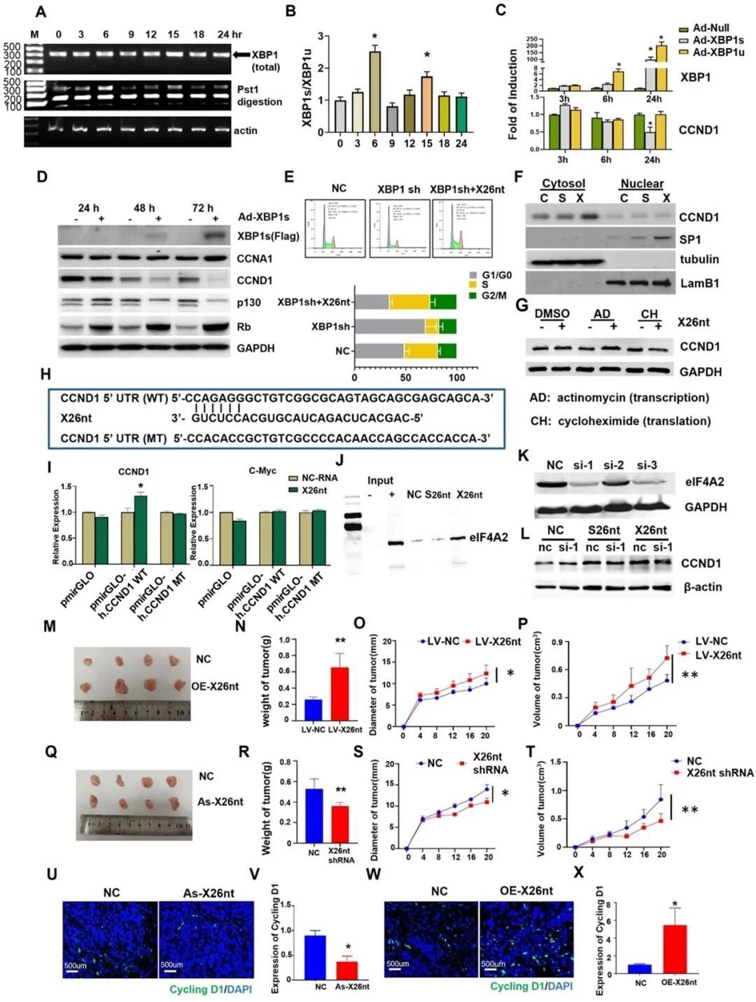X26nt通过与EIF4A2介导的CCND1 mRNA 5' UTR结合，增加CCND1表达，促进肿瘤血管生成