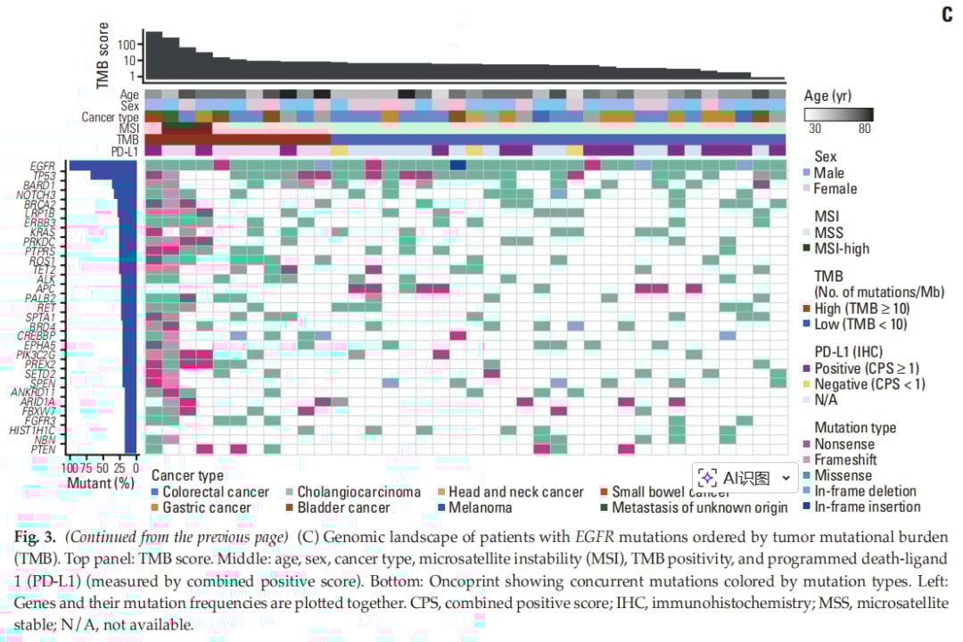 图3C：EGFR突变与其他基因组特征的关联