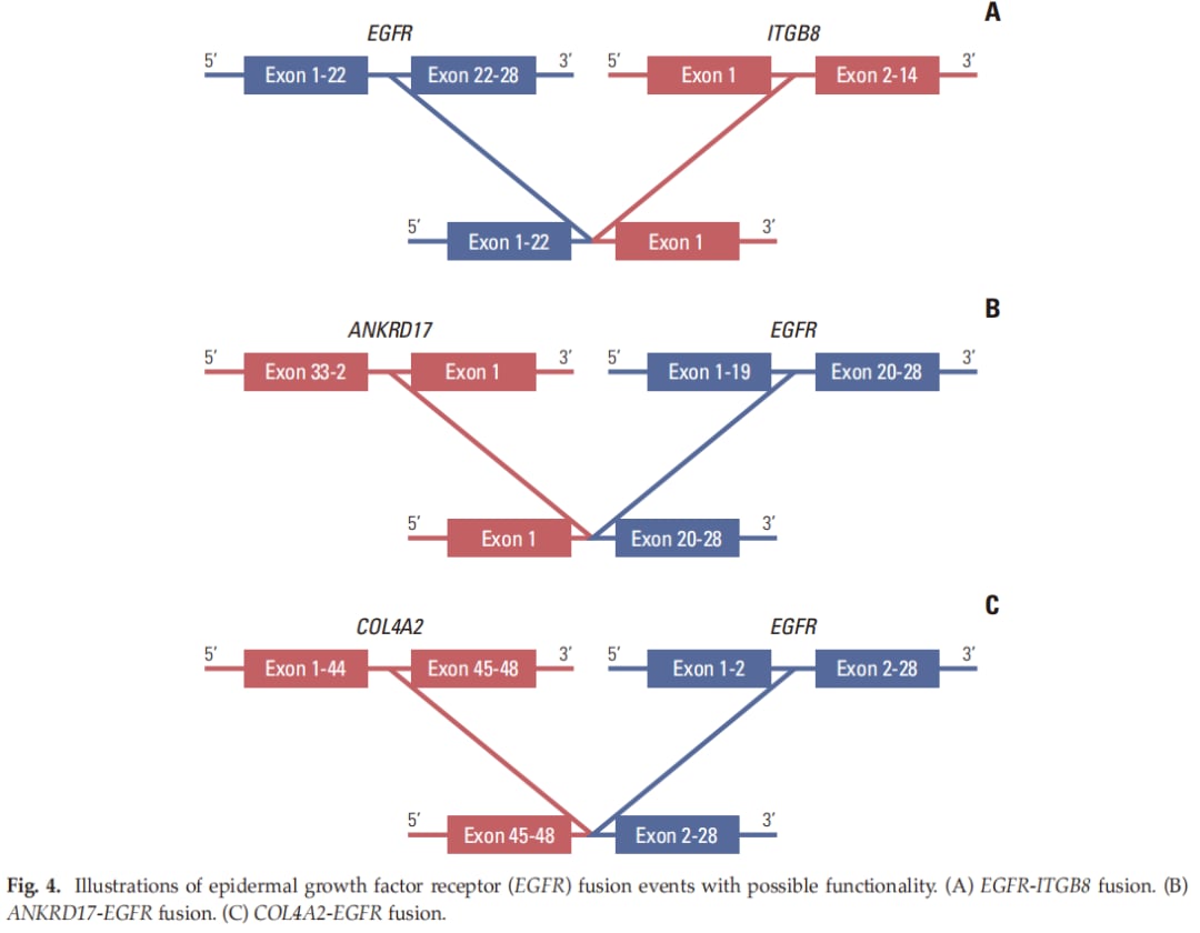 图4：EGFR融合的示意图