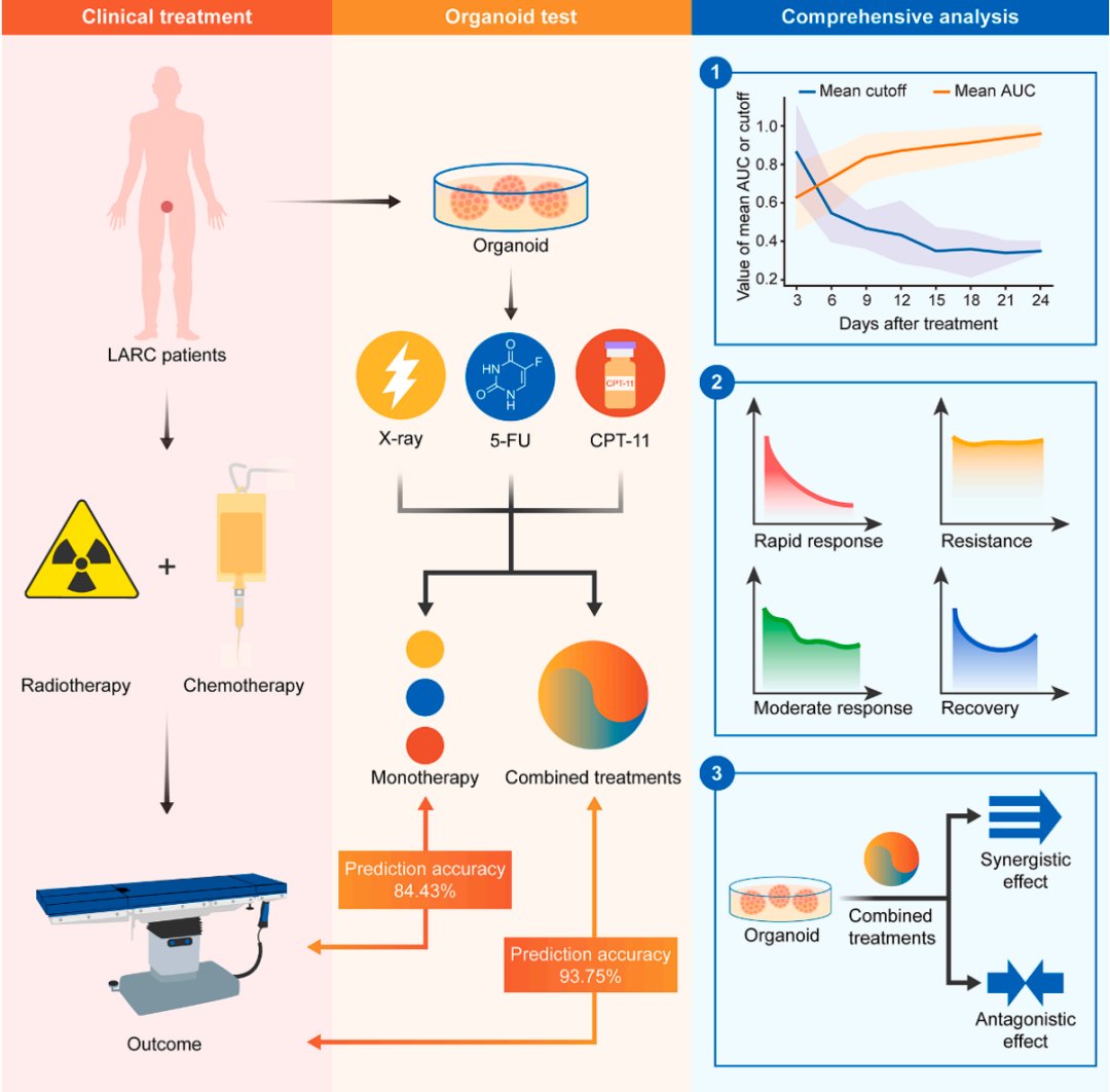 类器官预测直肠癌治疗响应