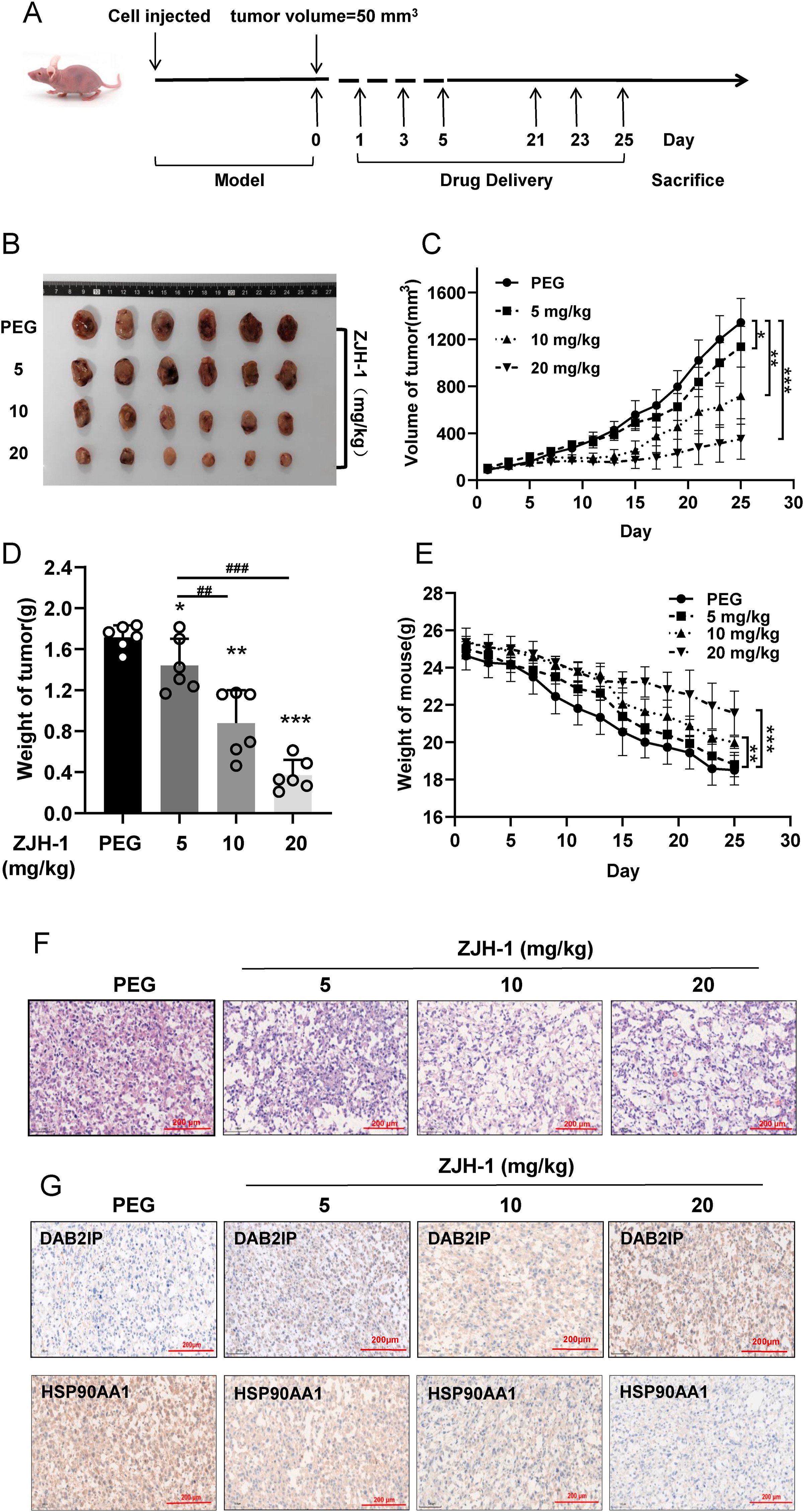图6 ZJH-1在体内抑制肿瘤生长且系统毒性极低