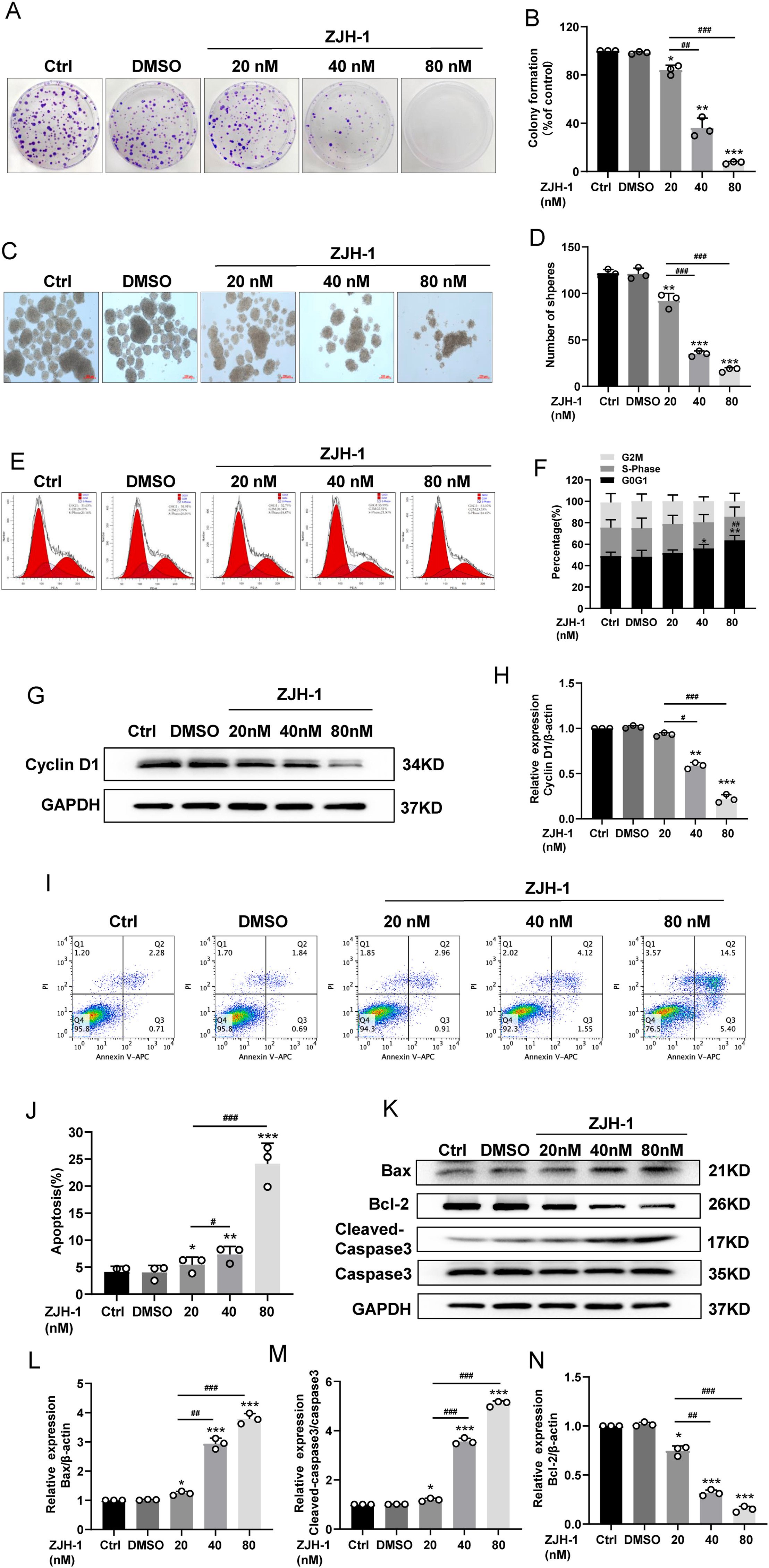 图3 ZJH-1抑制PC3细胞增殖并诱导凋亡