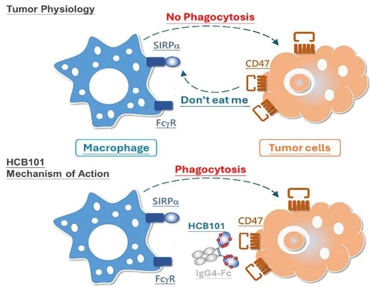 HCB101 作用机制示意图