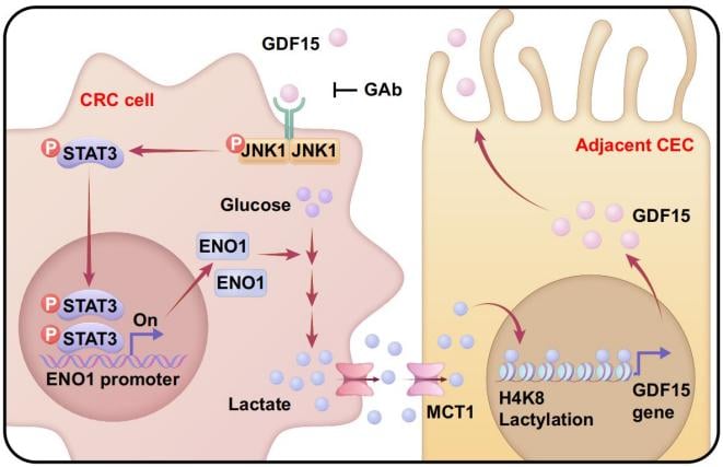 GDF15与乳酸信号共同构筑的恶性循环