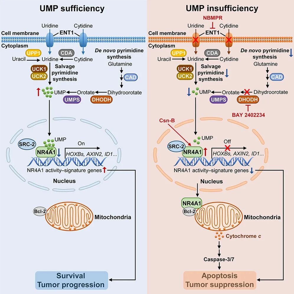 bdff2ea182b94f21890a2a60efafba99-MeLow81