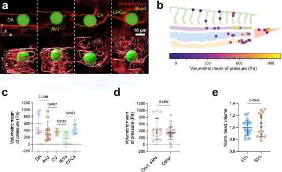 研究团队利用生物物理学工具探测肿瘤细胞粘弹性行为
