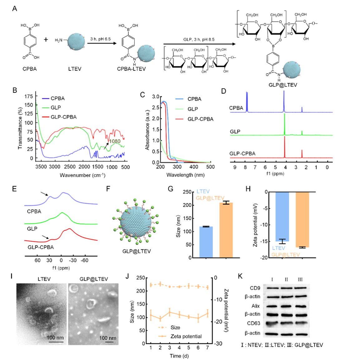 图2 灵芝多糖修饰肿瘤细胞外囊泡GLP@LTEV的制备流程与结构表征图