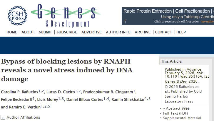 癌细胞DNA损伤反应机制示意图：RNA聚合酶II在损伤点暂停，等待p300协调修复