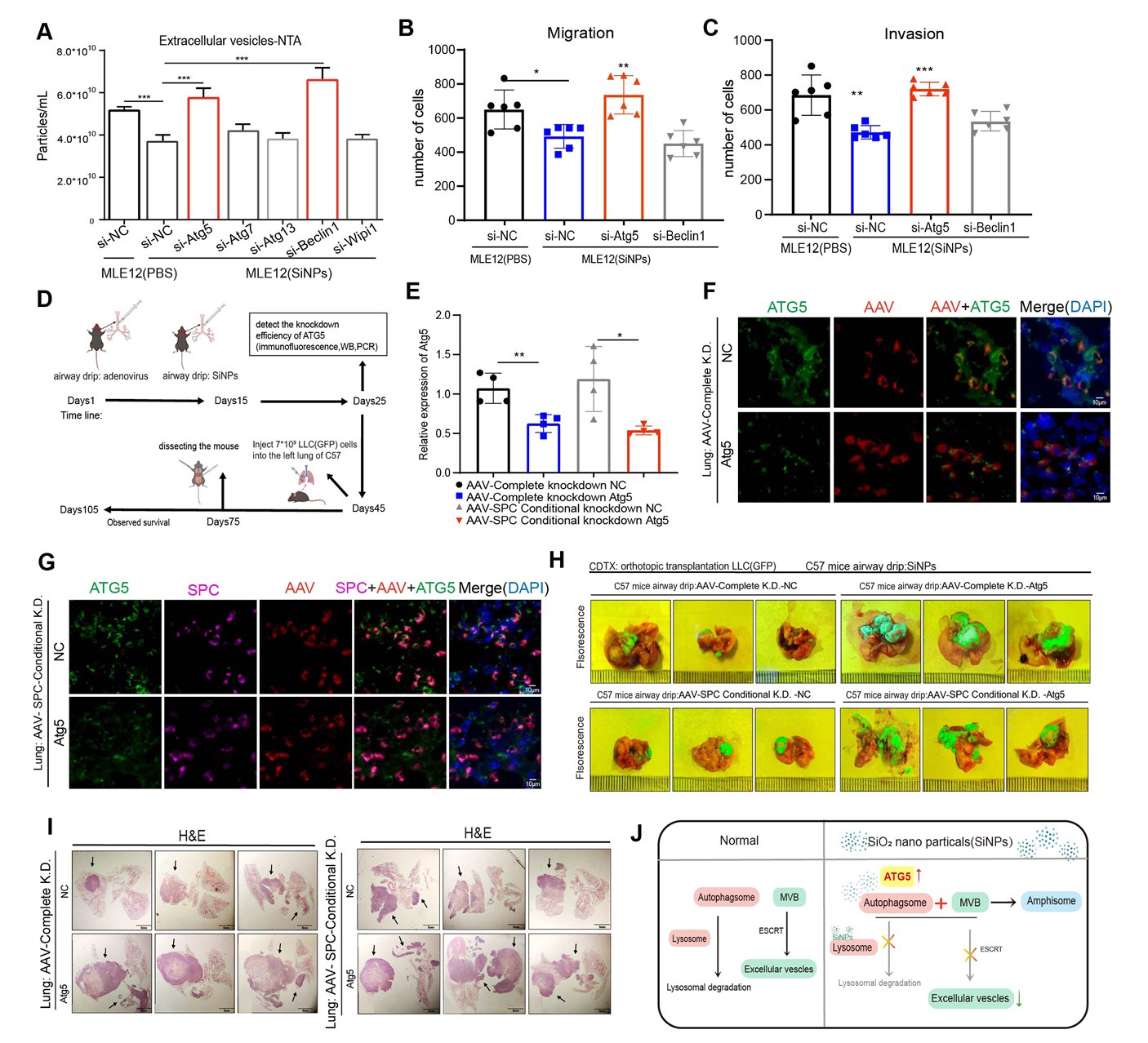 Atg5基因在硅纳米颗粒抑制细胞外囊泡分泌中作用的体内外验证结果