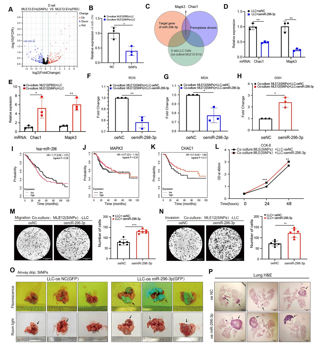 肺上皮细胞外囊泡中miR-296-3p调控肺癌铁死亡与转移的体内外验证图