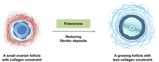 非奈利酮治疗早发性卵巢功能不全(POI)使卵泡苏醒的临床前期实验图