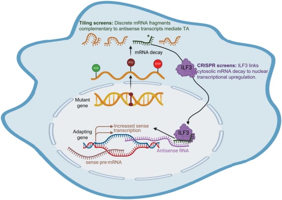 ILF3蛋白介导的基因补偿机制及mRNA地址片段引导图