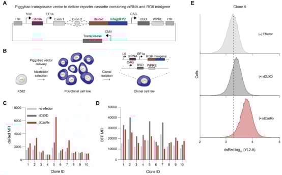 MULTI-evolve机器学习模型引导的蛋白质快速进化流程图