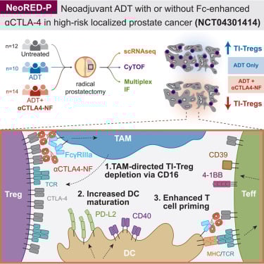 Fc增强型抗CTLA-4抗体BMS-986218在临床试验中的生物学效应分析