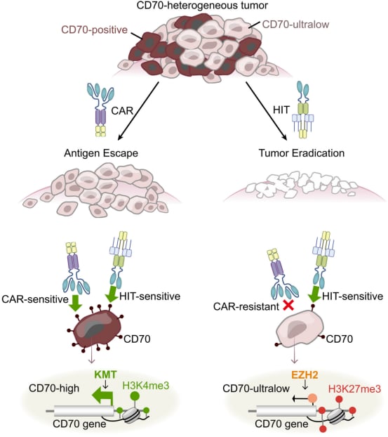 HIT细胞疗法与传统CAR-T细胞在清除实体瘤细胞时的灵敏度对比图