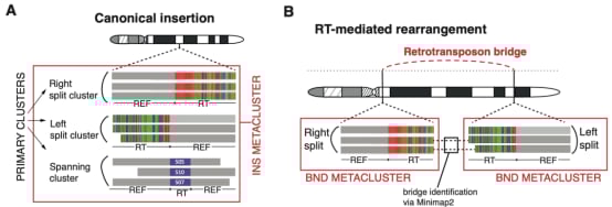 LINE-1元件在肿瘤基因组中驱动大规模架构改变的作用机理图
