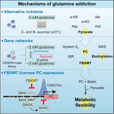 FBXW7基因突变与癌细胞谷氨酰胺成瘾机制图