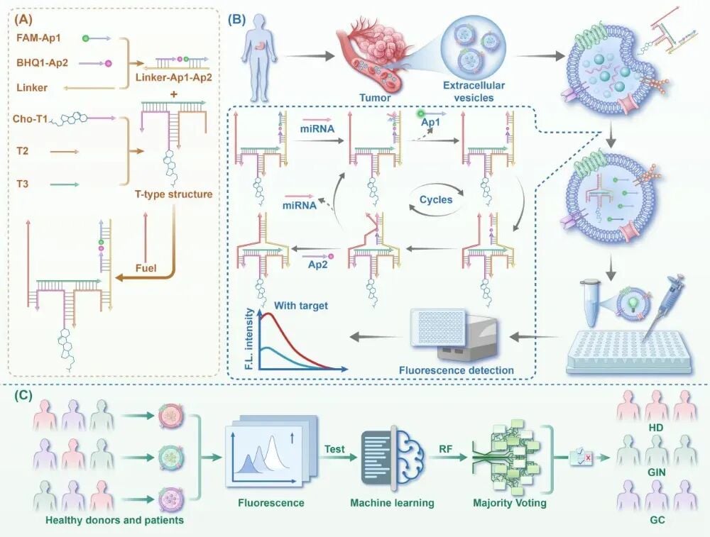 图1. SC-SDR结合随机森林检测EVs-miRNAs用于胃癌早期诊断示意图
