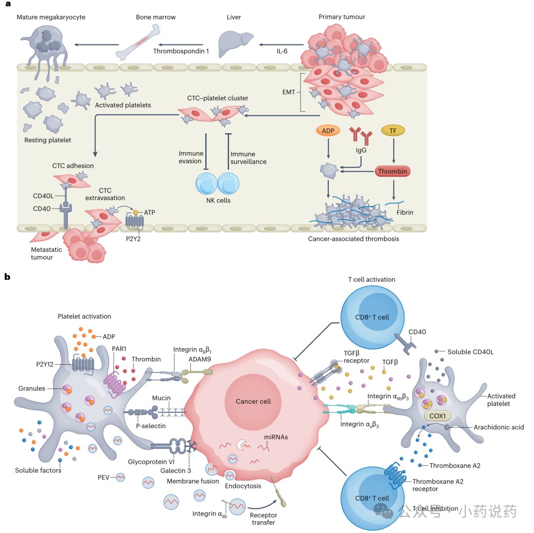 血小板参与癌症进展