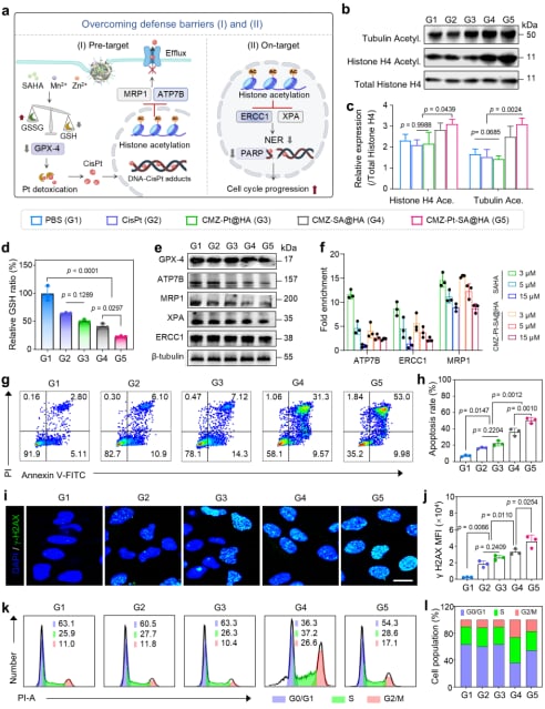 图3. CMZ-Pt-SA@HA通过克服耐药屏障I和II，加重DNA损伤，抑制SKOV3DDP细胞。