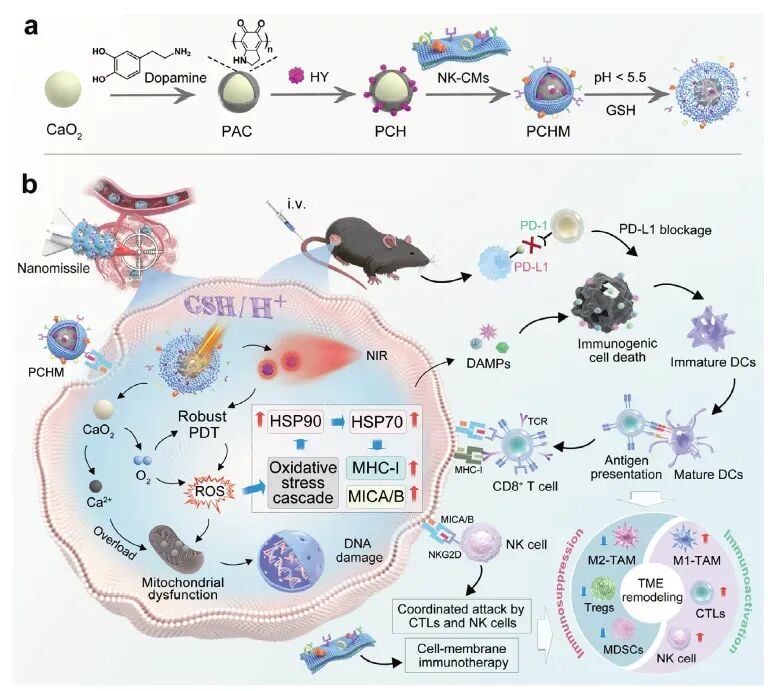 纳米导弹作用示意图