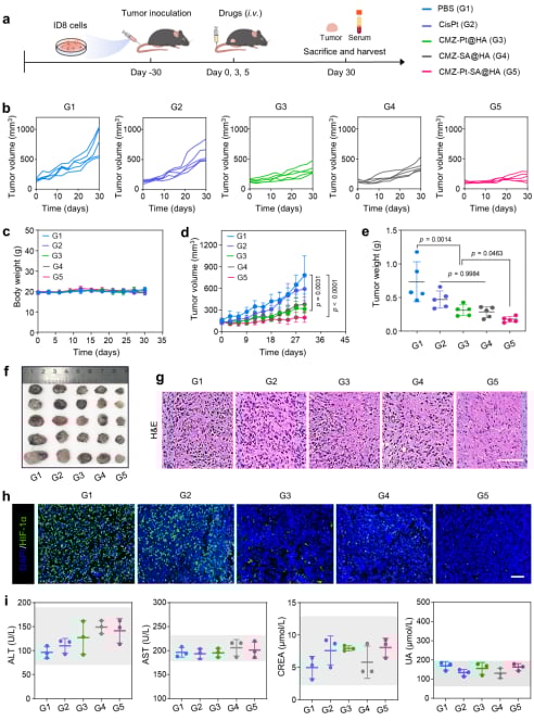 图6. CMZ-Pt-SA@HA在ID8荷瘤小鼠模型中的体内抗肿瘤和免疫激活作用研究。