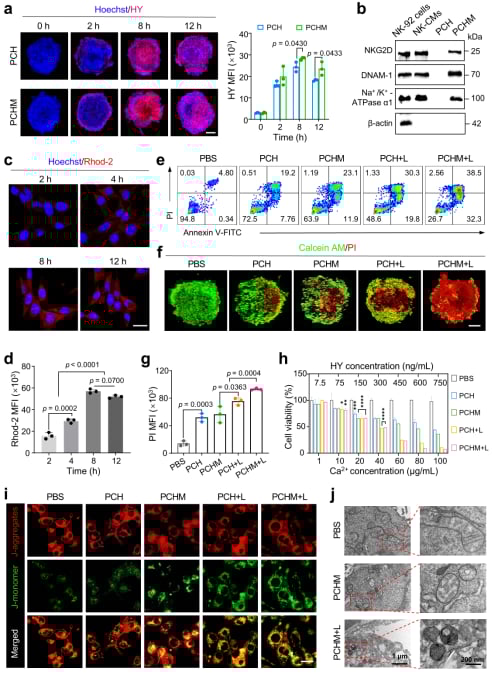 体外抗肿瘤作用数据