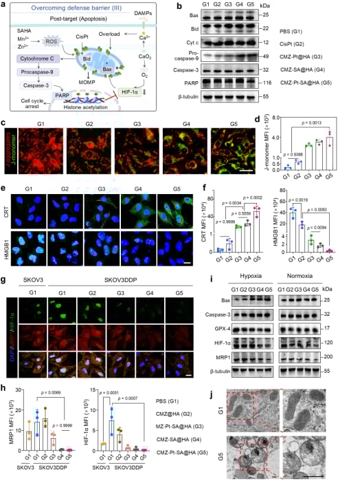 图4. CMZ-Pt-SA@HA通过诱导细胞凋亡来攻克耐药屏障III。