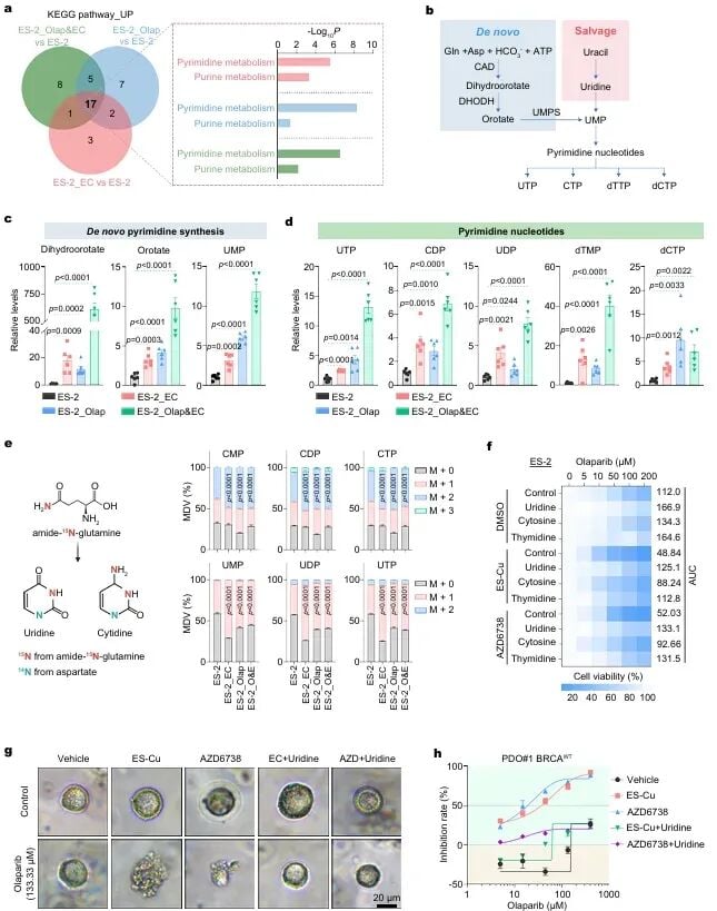 药物适应性卵巢癌细胞中嘧啶从头合成通路显著上调代谢组学分析图