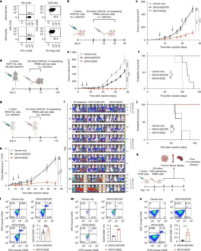 OR7A10工程化CAR-NK细胞在多种实体瘤模型中的体内疗效和分布特征图