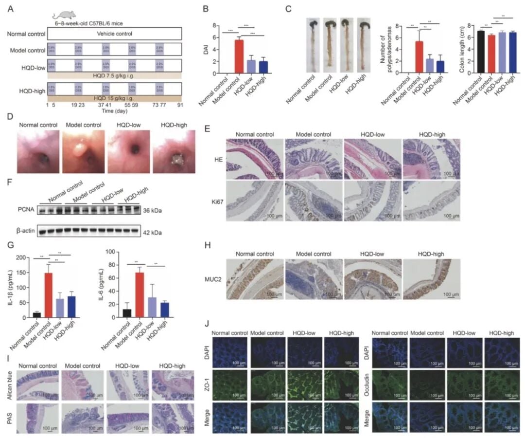 黄芩汤抑制小鼠结肠炎发展疾病活动指数与病理学改善数据图
