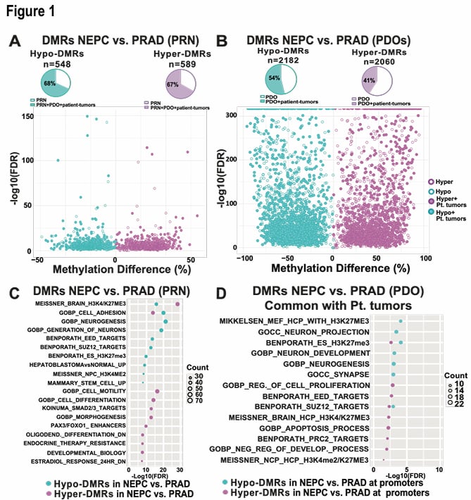 神经内分泌前列腺癌（NEPC）与前列腺腺癌（PRAD）的差异DNA甲基化区域对比图