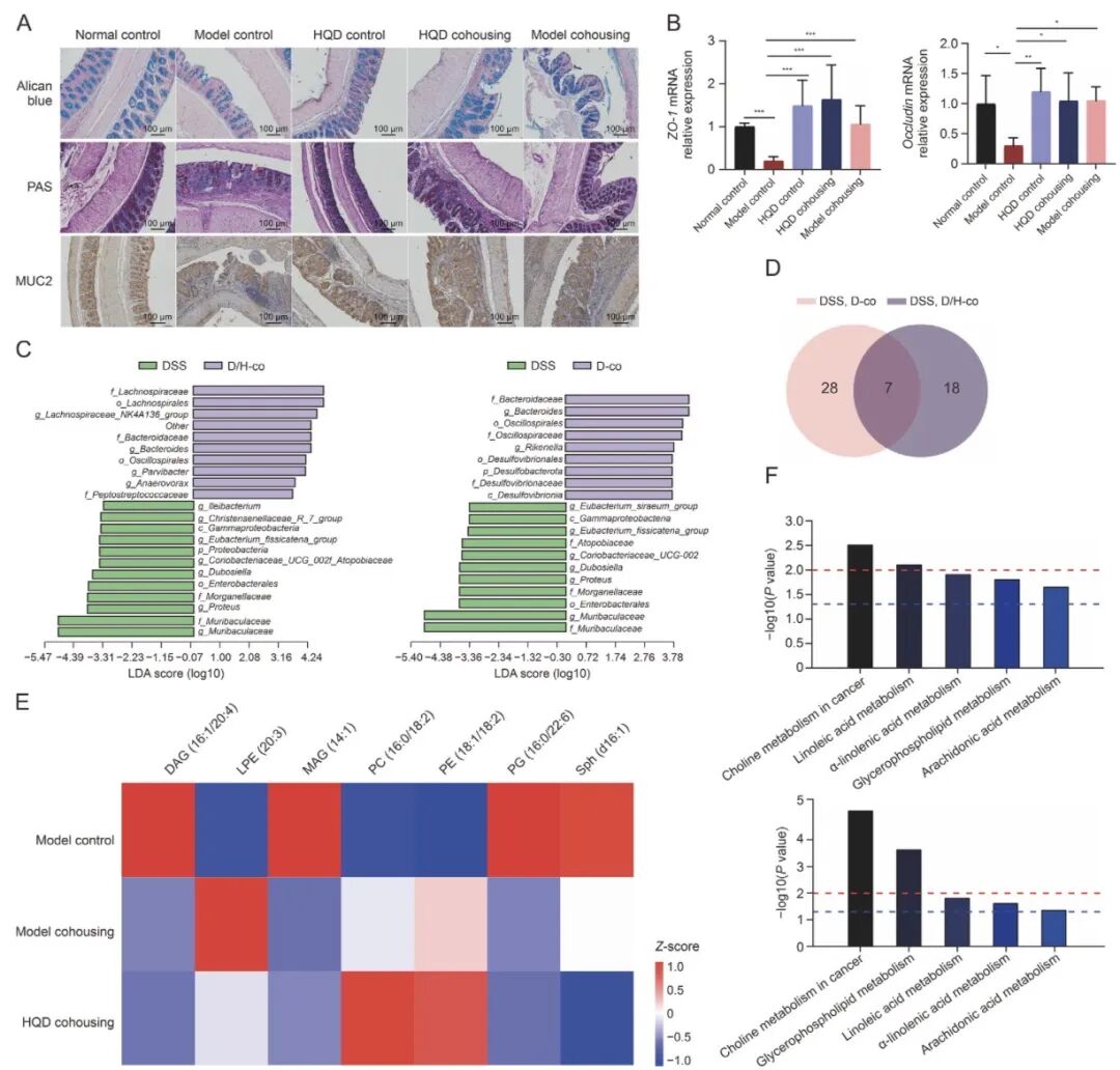 黄芩汤合笼介导菌群转移调控肠屏障功能和脂质代谢缓解结肠炎进展图