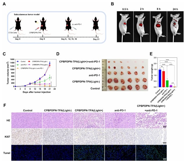 CPBPDPN-TPA联合抗PD-1治疗在小鼠肿瘤模型中的生长抑制效果图