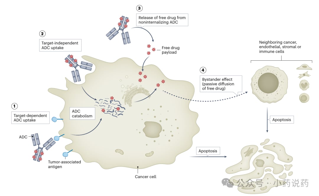 抗体药物偶联物(ADC)的结构与作用机制图，展示递送载体、有效载荷和连接子