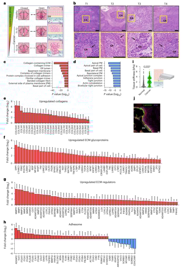 声带癌细胞整合素定位、增殖、迁移和侵袭的实验数据图