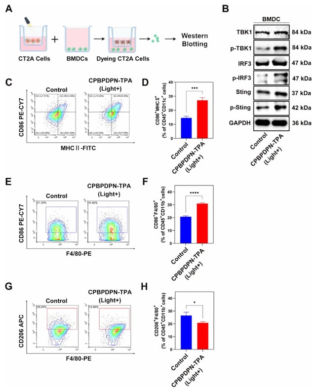 CPBPDPN-TPA通过STING通路激活树突状细胞和巨噬细胞M1极化的免疫机制图