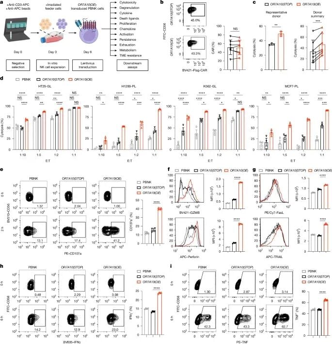 OR7A10基因工程增强CAR-NK细胞抗肿瘤功能的实验数据图