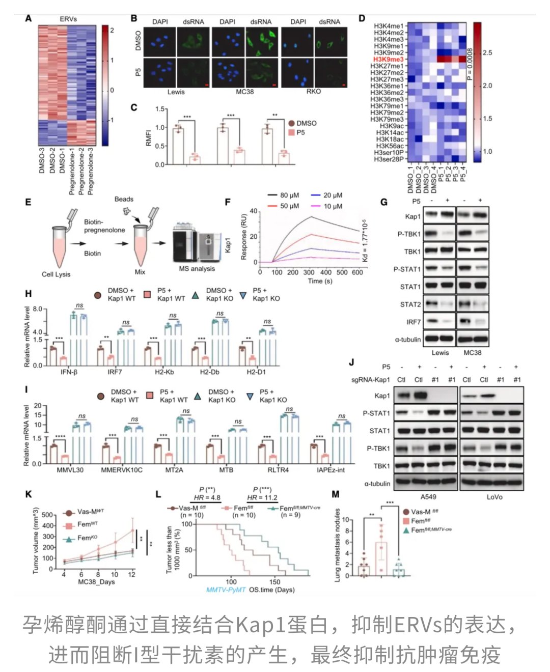 孕烯醇酮通过稳定Kap1抑制ERVs，从而抑制I型干扰素应答
