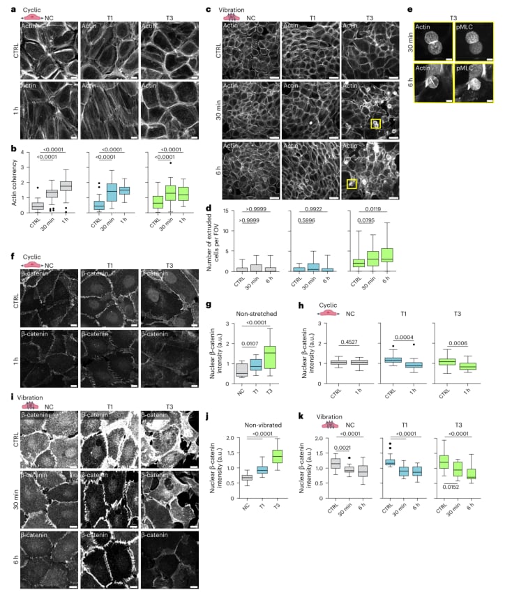 力学刺激降低声带癌细胞核内YAP水平并增加AMOTL2蛋白的实验数据