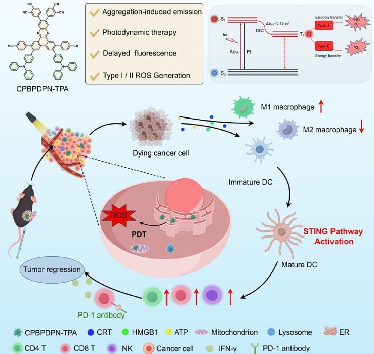 新型光敏剂CPBPDPN-TPA的分子结构与溶酶体靶向协同PD-1阻断的抗肿瘤机制图
