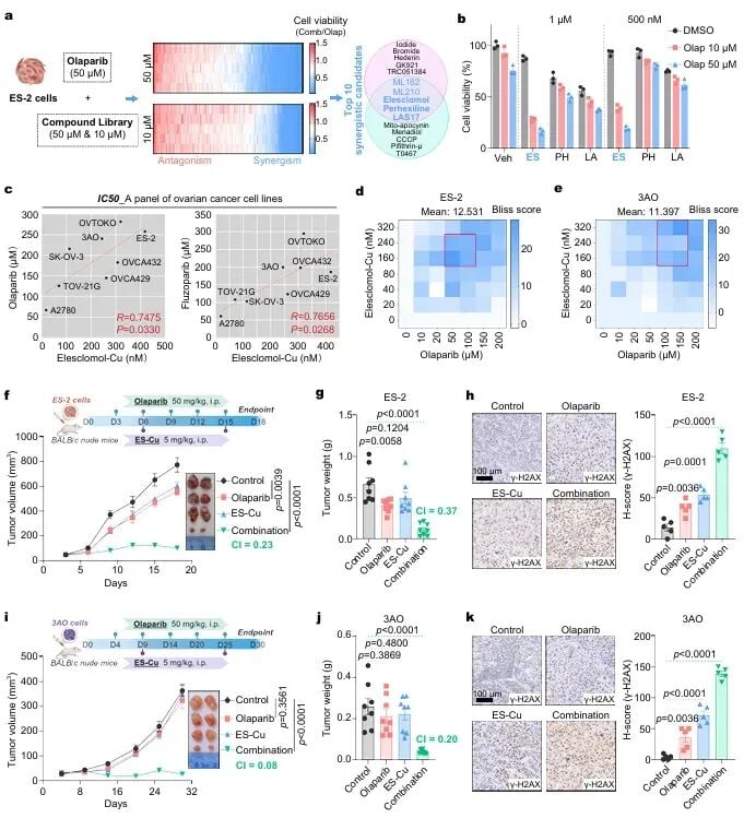 Elesclomol与PARP抑制剂在BRCA野生型卵巢癌细胞中协同杀伤及小鼠模型抑瘤效果图