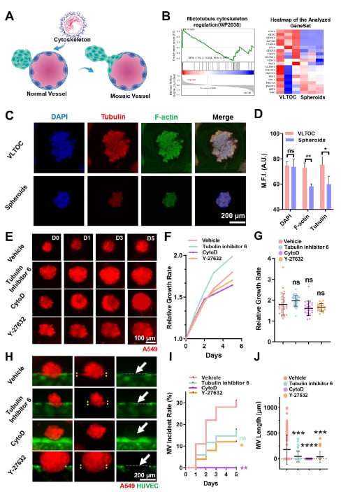 血管化肺肿瘤类器官芯片揭示细胞骨架与嵌合血管形成机制