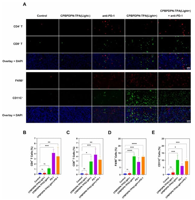 CPBPDPN-TPA治疗后肿瘤组织中免疫细胞（T细胞、巨噬细胞、DC）浸润增加的免疫荧光图