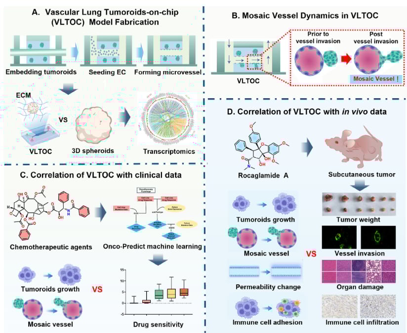 血管化肺肿瘤类器官芯片构建流程与形态图