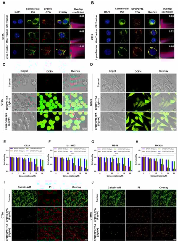 CPBPDPN-TPA光敏剂在癌细胞溶酶体内的定位与光毒性效果图